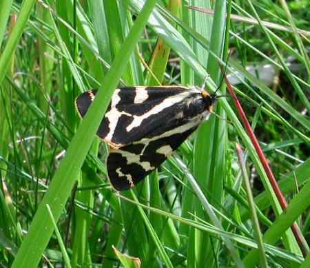 Wood Tiger Parasemia plantaginis