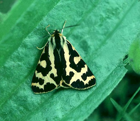 Wood Tiger Parasemia plantaginis