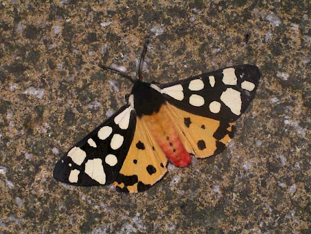 Cream-spot Tiger Arctia villica