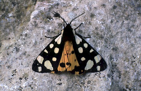 Cream-spot Tiger Arctia villica