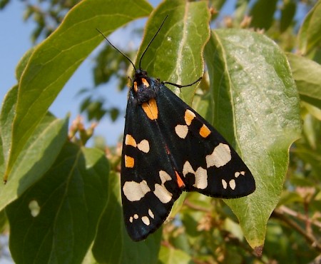 Scarlet Tiger Callimorpha dominula