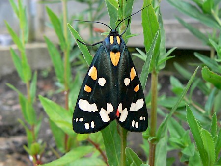 Scarlet Tiger Callimorpha dominula