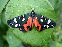 Scarlet Tiger