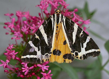 Jersey Tiger Euplagia quadripunctaria