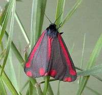 Cinnabar