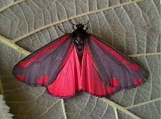 The Cinnabar Tyria jacobaeae