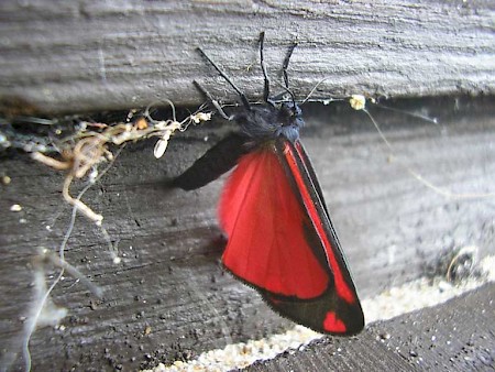 The Cinnabar Tyria jacobaeae