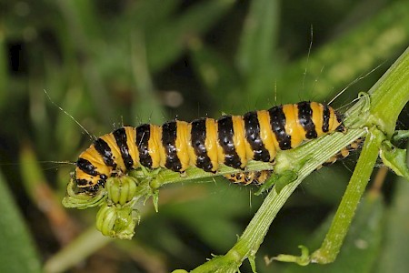 The Cinnabar Tyria jacobaeae