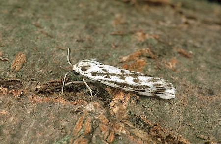 Speckled Footman Coscinia cribraria