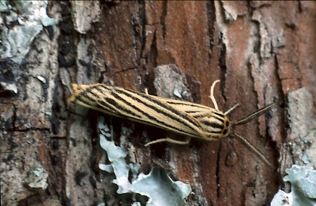 Feathered Footman Coscinia striata