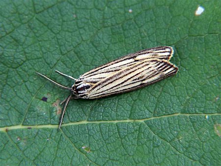 Feathered Footman Coscinia striata