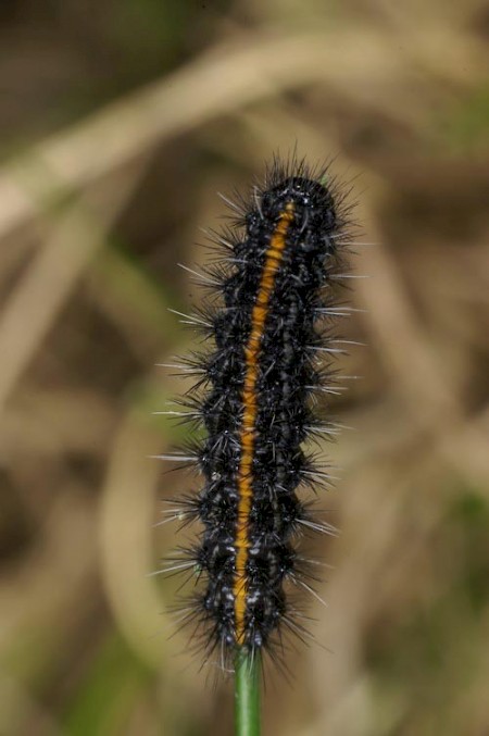 Feathered Footman Coscinia striata