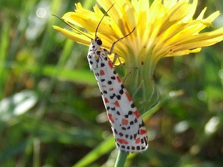 Crimson Speckled Utetheisa pulchella