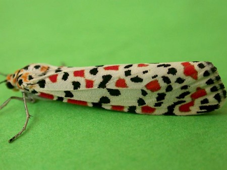 Crimson Speckled Utetheisa pulchella