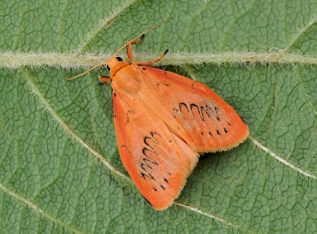 Rosy Footman Miltochrista miniata