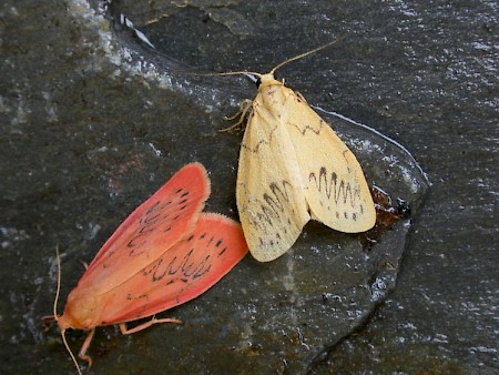 Rosy Footman Miltochrista miniata