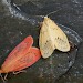 Adults, colour variation • Plas Tan y Bwlch, Maentwrog, Snowdonia • © John Knowler