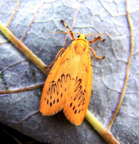 Rosy Footman Miltochrista miniata