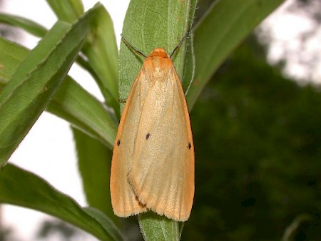 Four-dotted Footman Cybosia mesomella