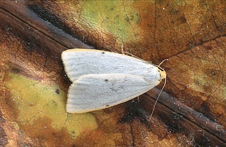 Four-dotted Footman Cybosia mesomella