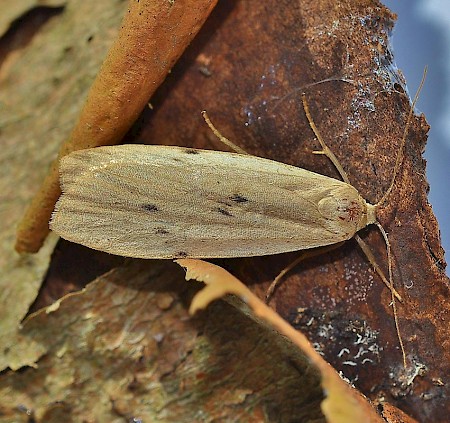 Dotted Footman Pelosia muscerda