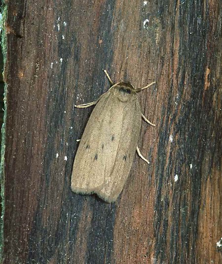 Small Dotted Footman Pelosia obtusa