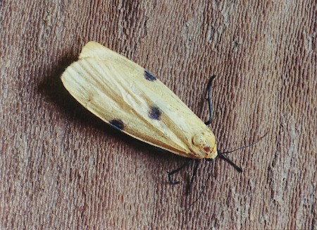 Four-spotted Footman Lithosia quadra