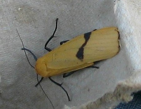 Four-spotted Footman Lithosia quadra