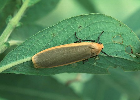 Buff Footman Eilema depressa