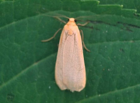 Buff Footman Eilema depressa