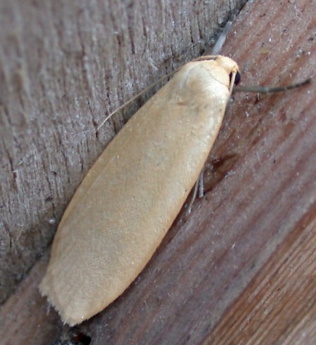 Dingy Footman Eilema griseola