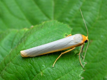 Scarce Footman Eilema complana