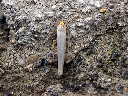 Hoary Footman Eilema caniola