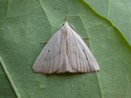 Dotted Fan-foot Macrochilo cribrumalis