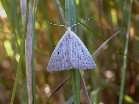 Dotted Fan-foot Macrochilo cribrumalis