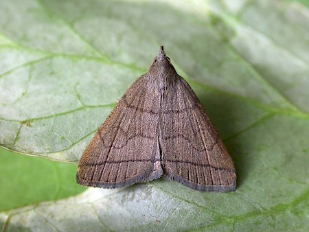 The Fan-foot Herminia tarsipennalis