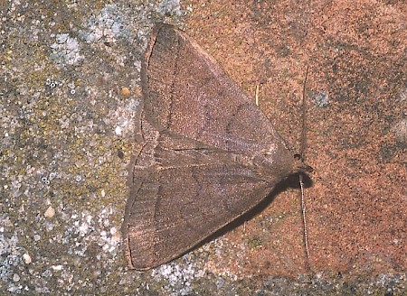 The Fan-foot Herminia tarsipennalis