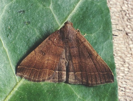 Plumed Fan-foot Pechipogo plumigeralis