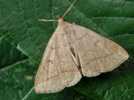 Jubilee Fan-foot Zanclognatha lunalis