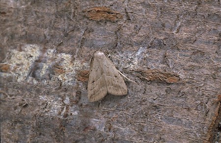 Marsh Oblique-barred Hypenodes humidalis