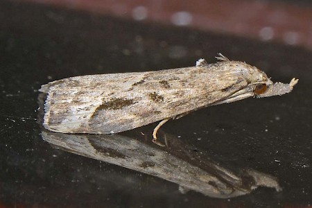 Pinion-streaked Snout Schrankia costaestrigalis