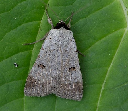 Scarce Blackneck Lygephila craccae