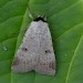 Adult • Welcombe and Marsland Nature Reserve, Devon/Cornwall border • © Steve Ogden