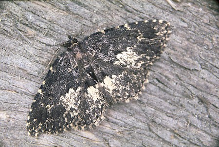 Waved Black Parascotia fuliginaria