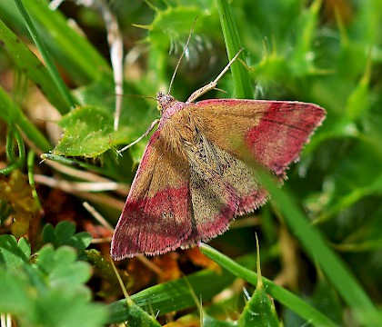 Adult • Fontmell Down, Dorset • © Mark Pike