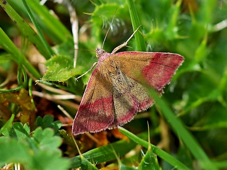 Small Purple-barred Phytometra viridaria