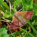 Adult • Fontmell Down, Dorset • © Mark Pike