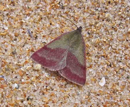 Small Purple-barred Phytometra viridaria