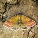 Adult • Wharram Quarry, Yorkshire Wolds • © Dave Chesmore