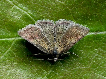 Small Purple-barred Phytometra viridaria